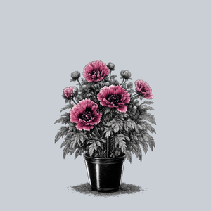 Central Park Oriental Poppy