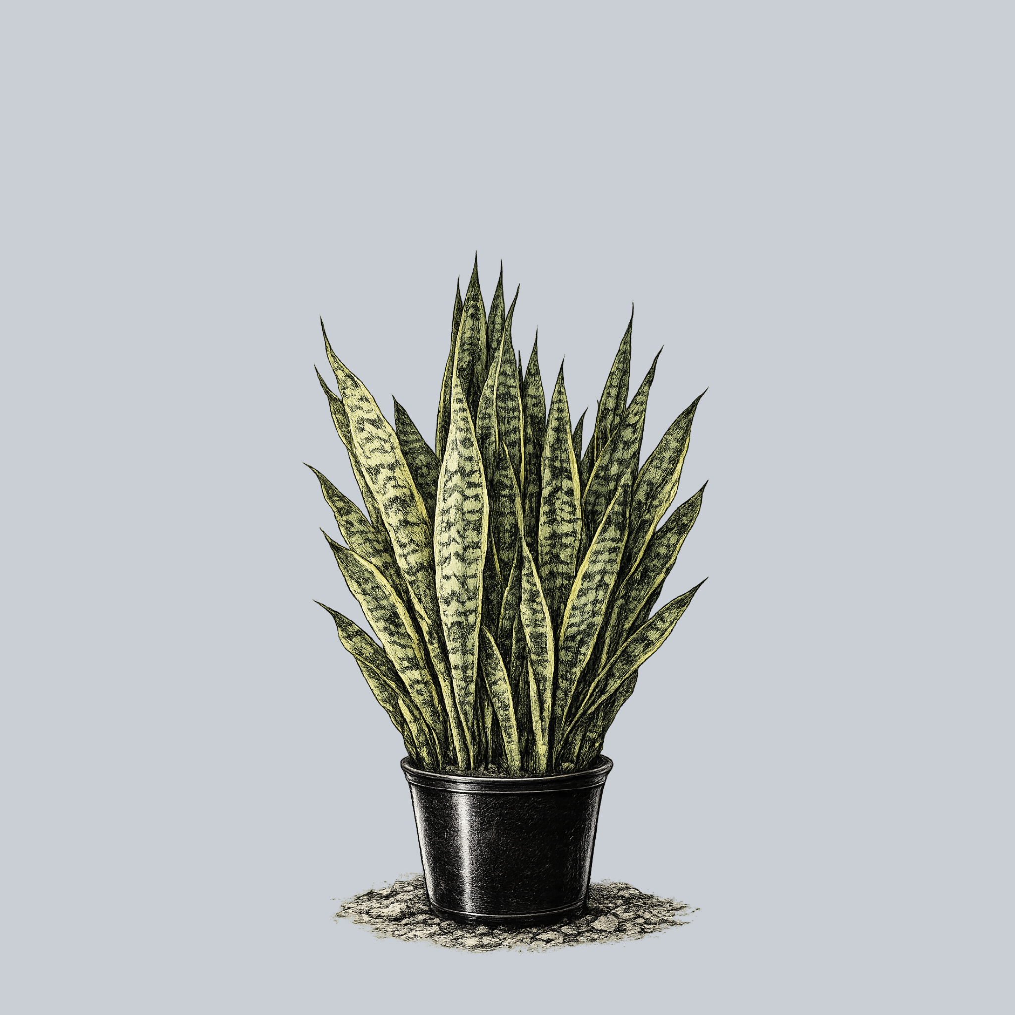 Ceylon Bowstring Hemp – Plant Detectives
