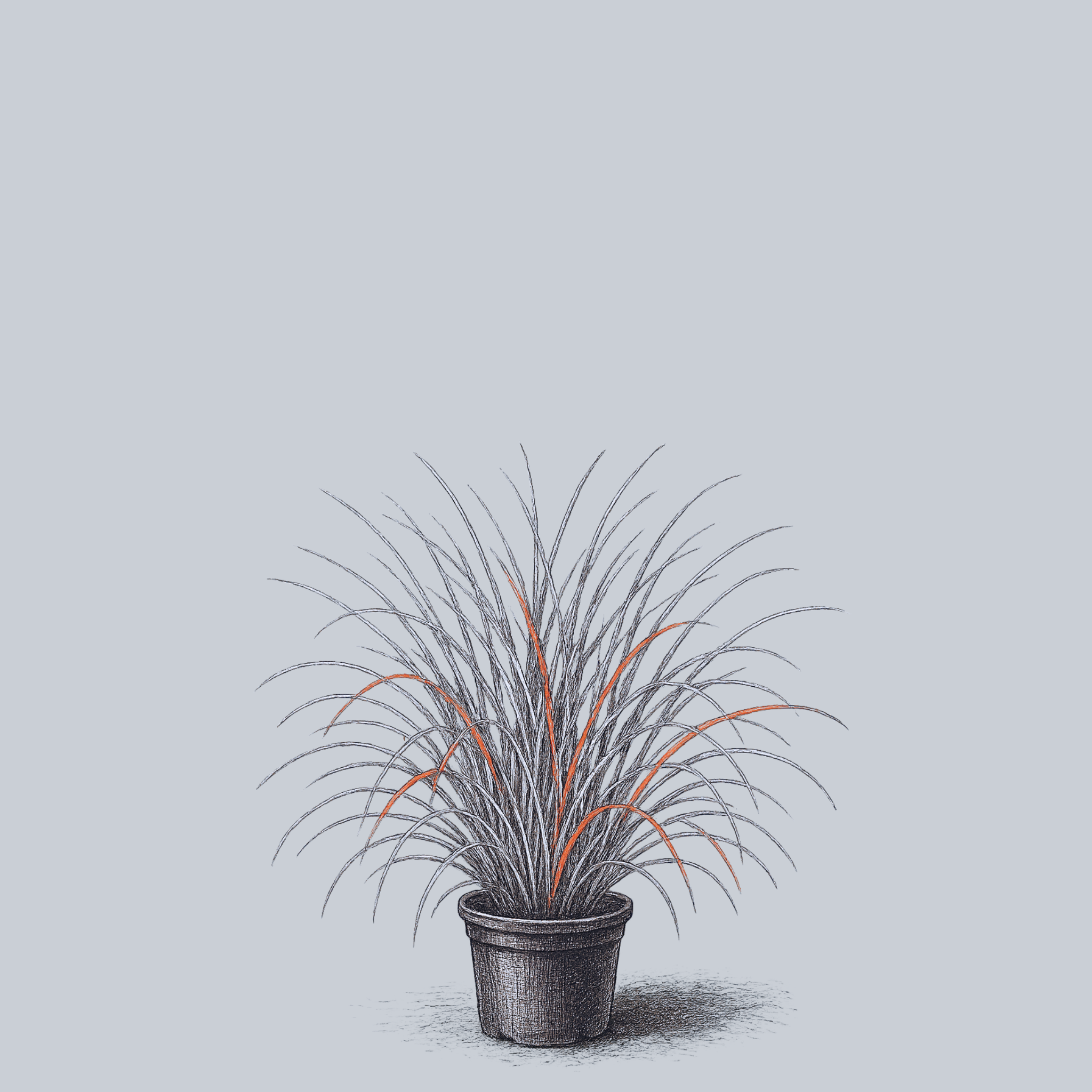 Chameleon Little Bluestem – Plant Detectives