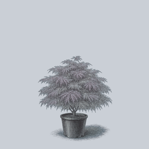Chantilly Lace Weeping Japanese Maple