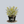 Load image into Gallery viewer, Chardonnay Pearls Deutzia
