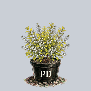 Chardonnay Pearls Deutzia