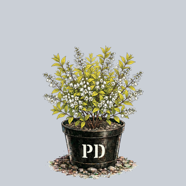 Chardonnay Pearls Deutzia