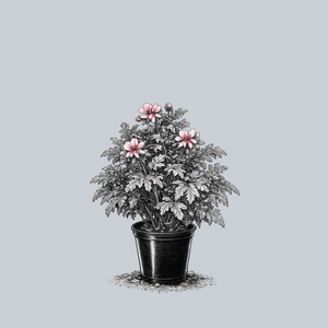 Charity Scented Geranium