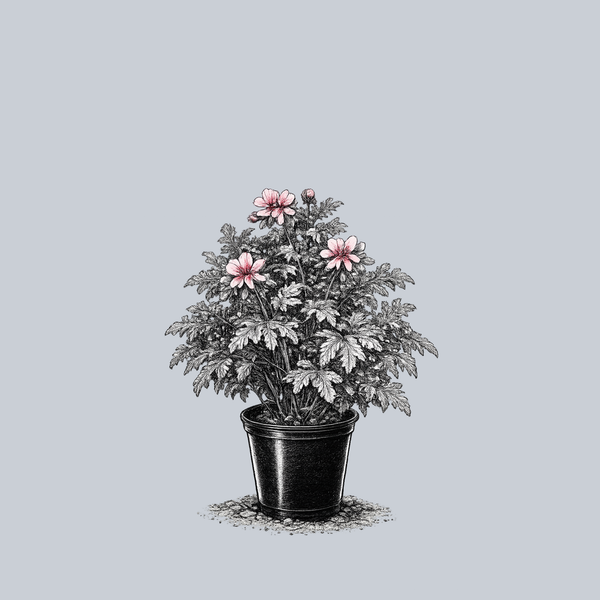 Charity Scented Geranium