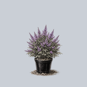 Chaste Tree