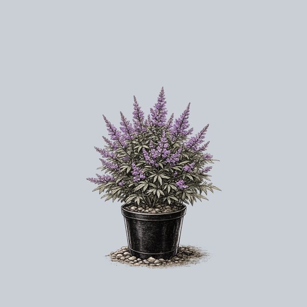 Chaste Tree