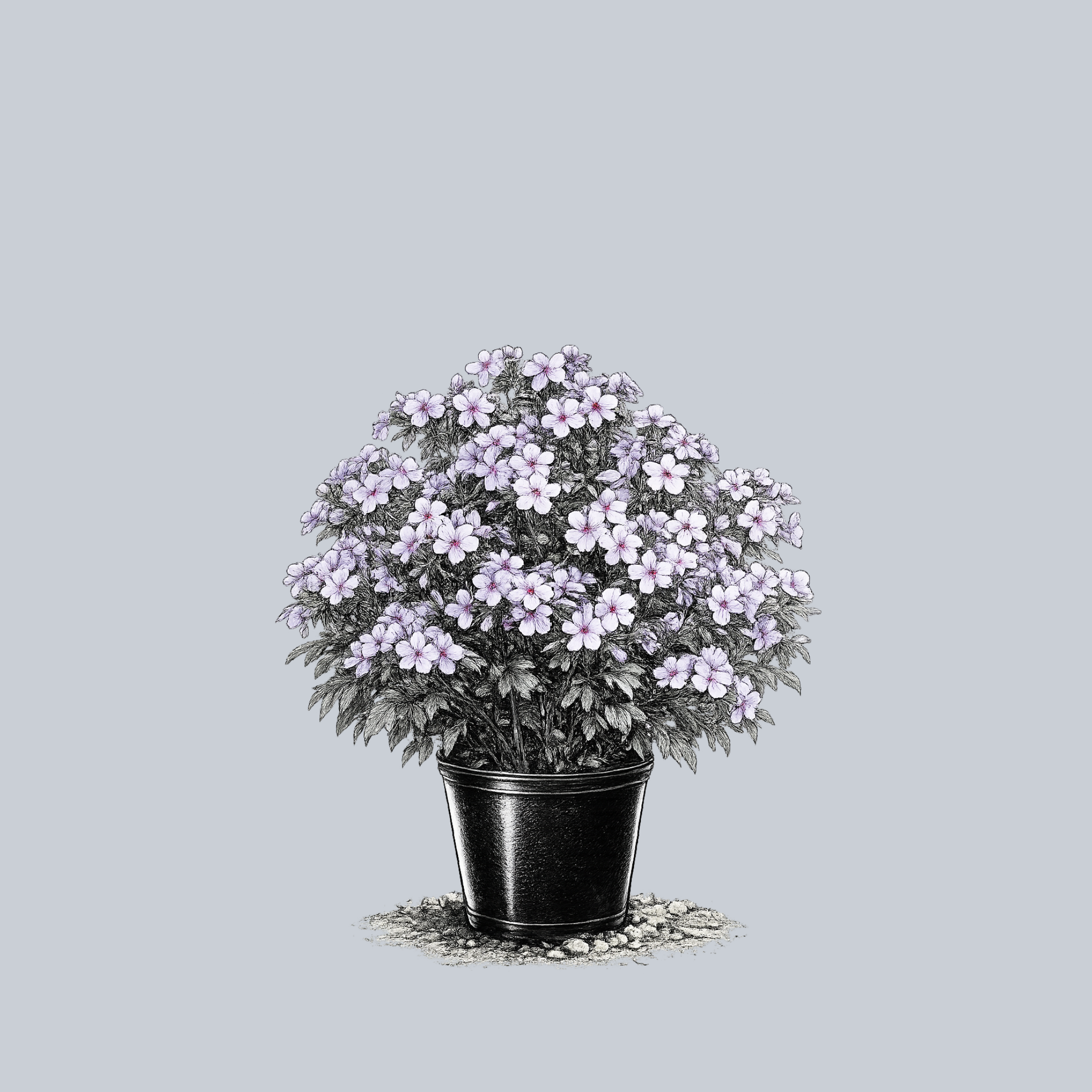 CHATTAHOOCHEE_WOODLAND_PHLOX.
