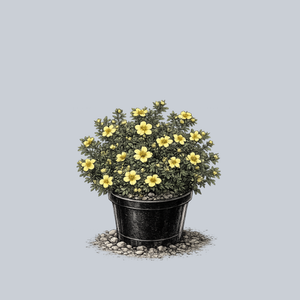 CheeseHead Potentilla