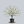 Load image into Gallery viewer, Cherokee Princess Dogwood
