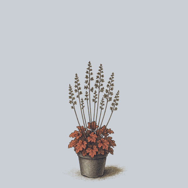 Cherry Cola Coral Bells