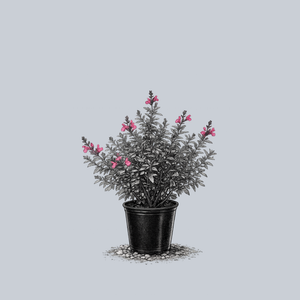 Cherry Queen Autumn Sage
