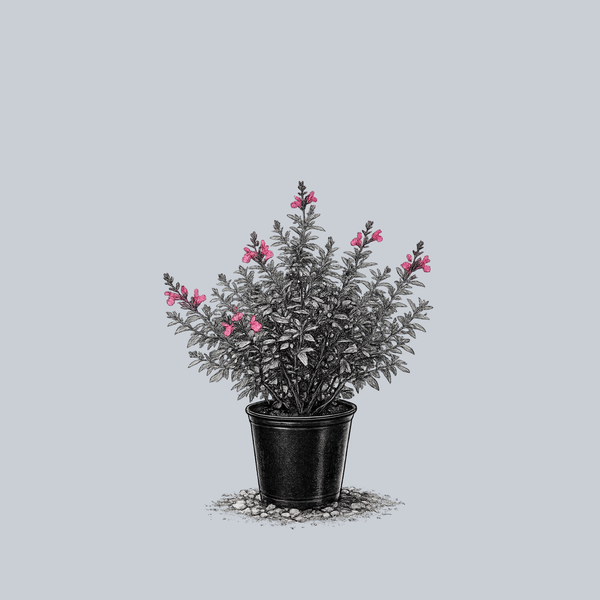Cherry Queen Autumn Sage
