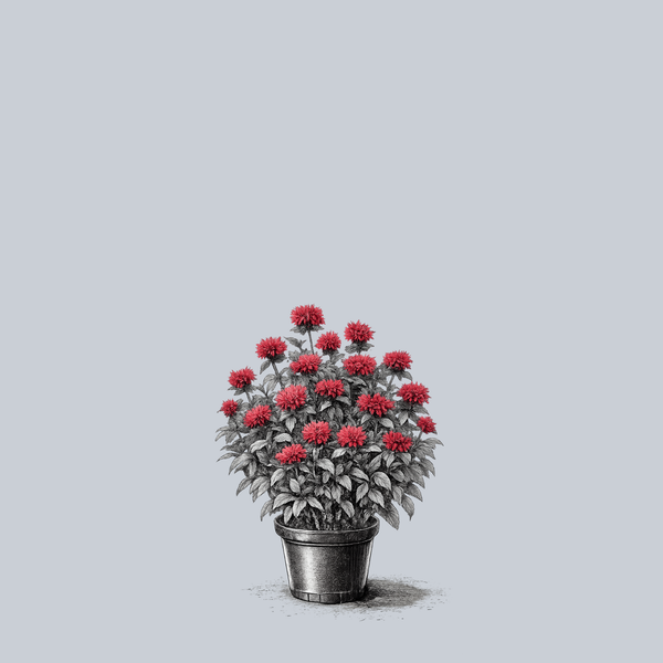 Cherry Pops Bee Balm