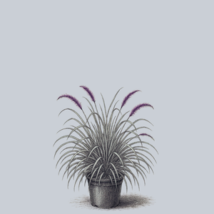 Cherry Sparkler Fountain Grass