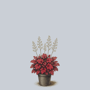 Cherry Truffles Coral Bells