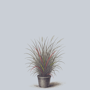 Cheyenne Sky Switchgrass