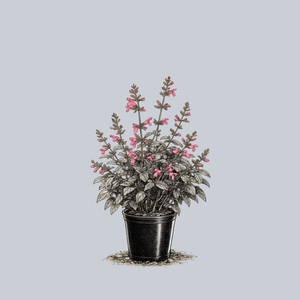 Chiapas Sage