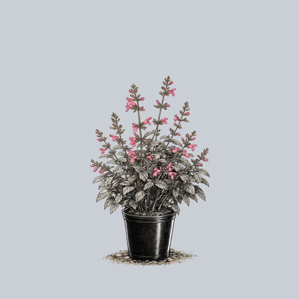 Chiapas Sage