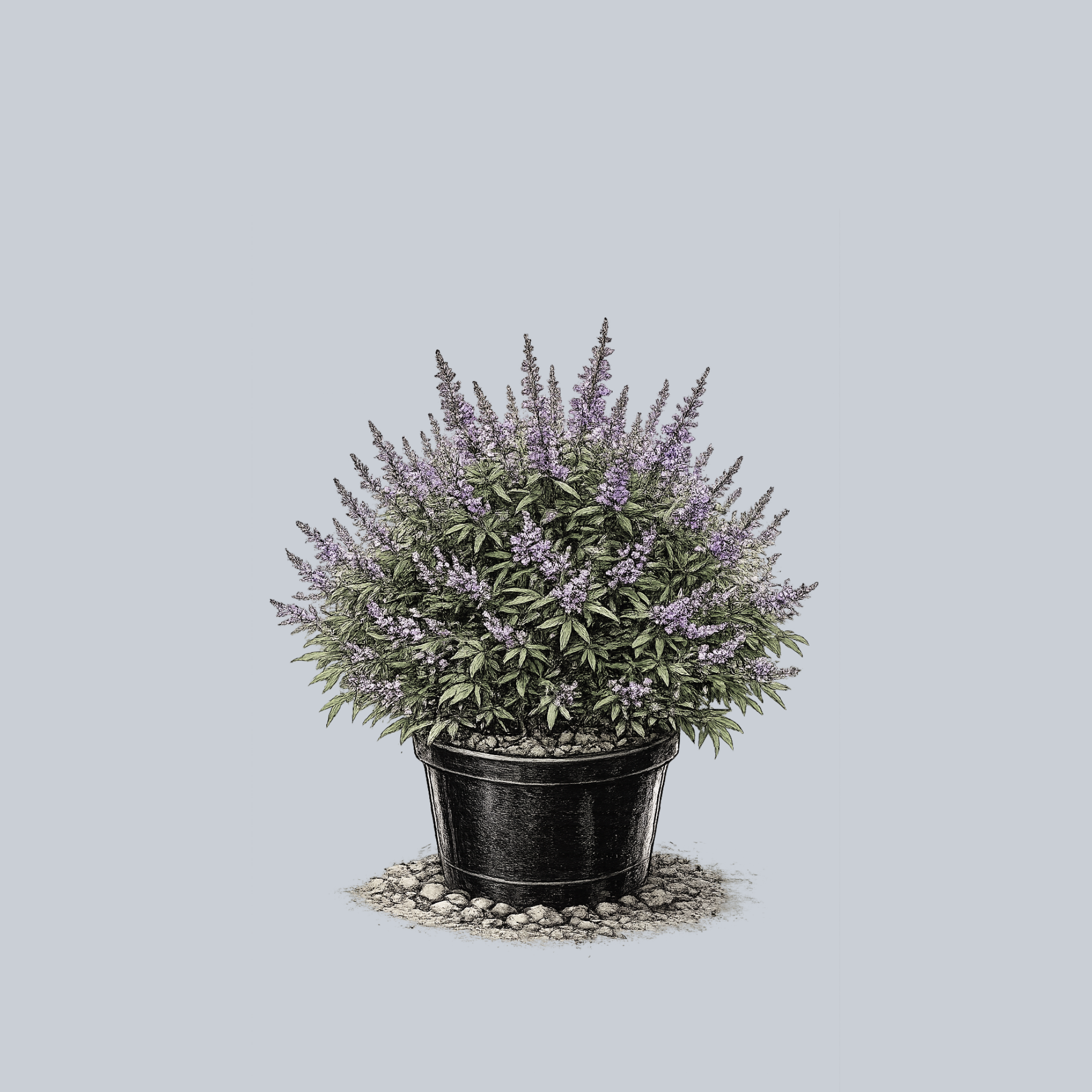 chaste tree plant Chicagoland Blues Chaste Tree – Plant Detectives