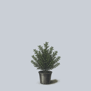 China Boy Meserve Holly