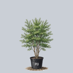 Chinese Elm