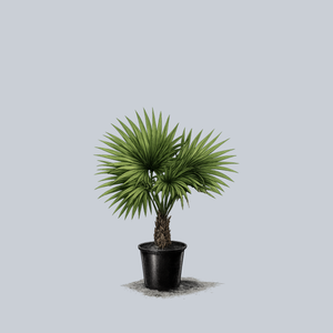 Chinese Fan Palm