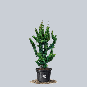Chirimen Hinoki Cypress
