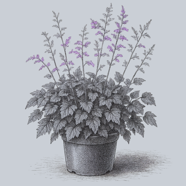 Chocolate Shogun Astilbe