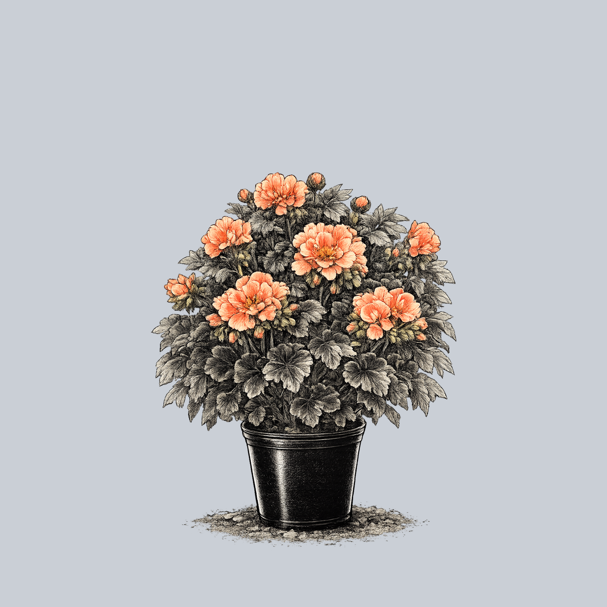 Chocolate Apricot Geranium – Plant Detectives