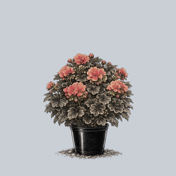 Chocolate Cherry Geranium