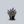 Load image into Gallery viewer, Chocolate Chip Bugleweed

