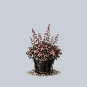 Chocolate Ruffles Coral Bells