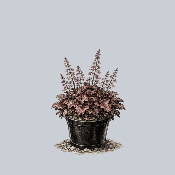 Chocolate Ruffles Coral Bells