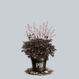 Chocolate Shogun Astilbe