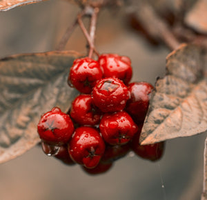 Chokeberry Berries