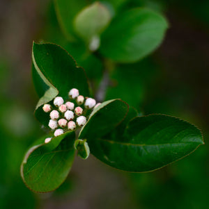 Chokeberry Leaves