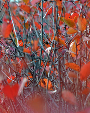 Chokeberry Branches