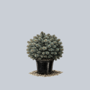 Christina Colorado Spruce