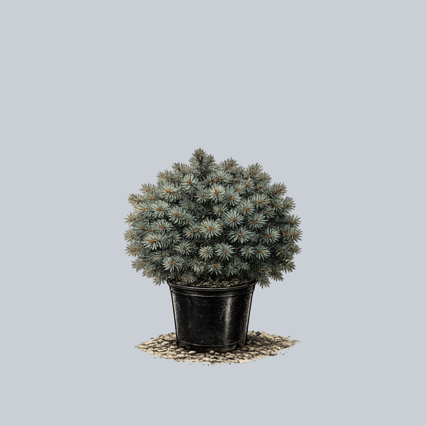 Christina Colorado Spruce