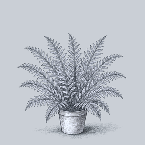 Christmas Fern