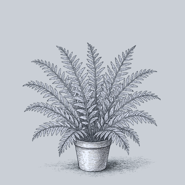 Christmas Fern
