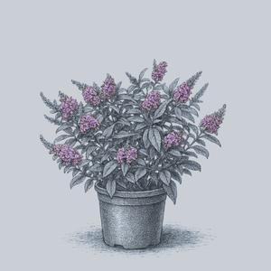 Chrysalis Blue Butterfly Bush