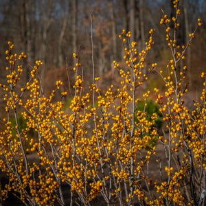 Yellow Winterberry Holly - Holly - Hollies