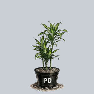 Cintho Dracaena