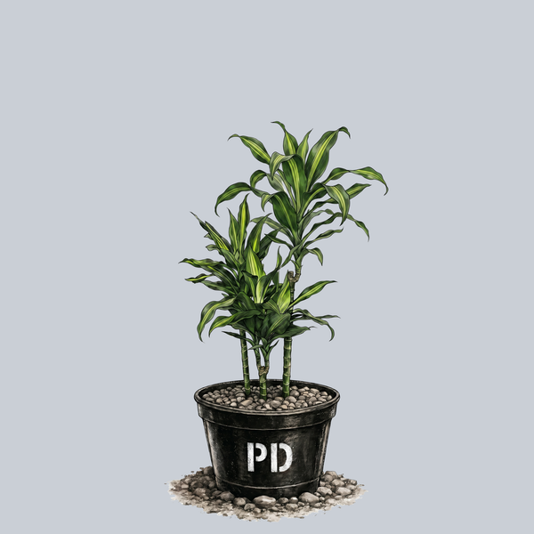 houseplants dracaena Cintho Dracaena – Plant Detectives