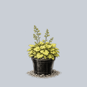 Citronelle Coral Bells