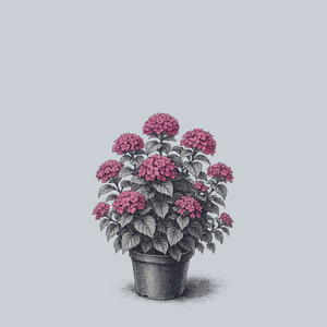 Cityline Paris Bigleaf Hydrangea