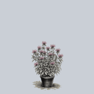 Claire Grace Bee Balm