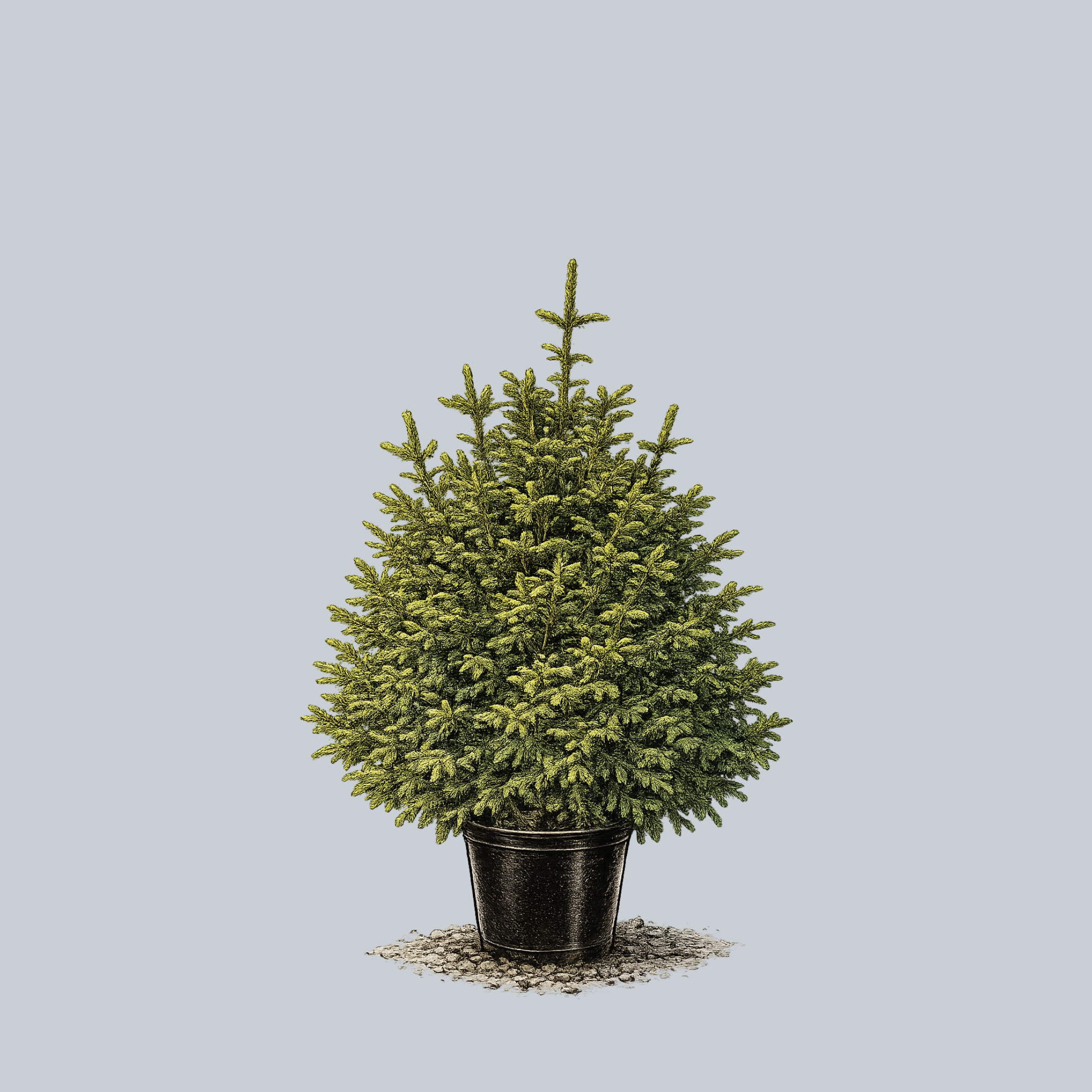 Billbergia Novena 子株付き Clanbrassiliana Stricta Norway Spruce – Plant Detectives